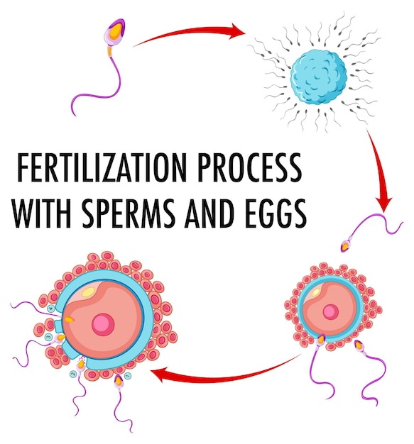 Diagrama que muestra el proceso de fertilización