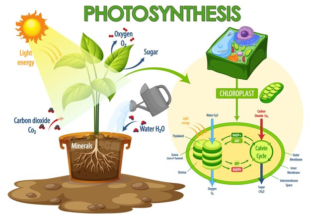Diagrama que muestra el proceso de fotosíntesis en planta.