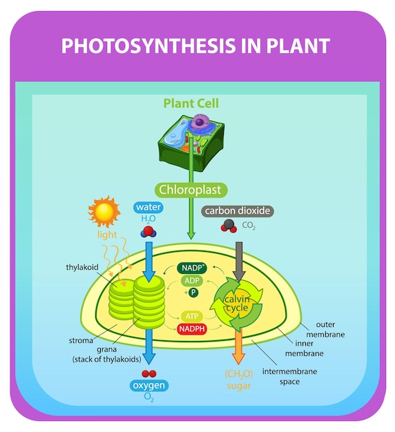 Vector gratuito diagrama que muestra el proceso de fotosíntesis en planta.