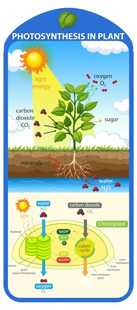 Diagrama que muestra el proceso de fotosíntesis en planta.