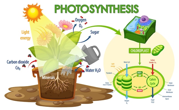Vector gratuito diagrama que muestra el proceso de fotosíntesis en planta.