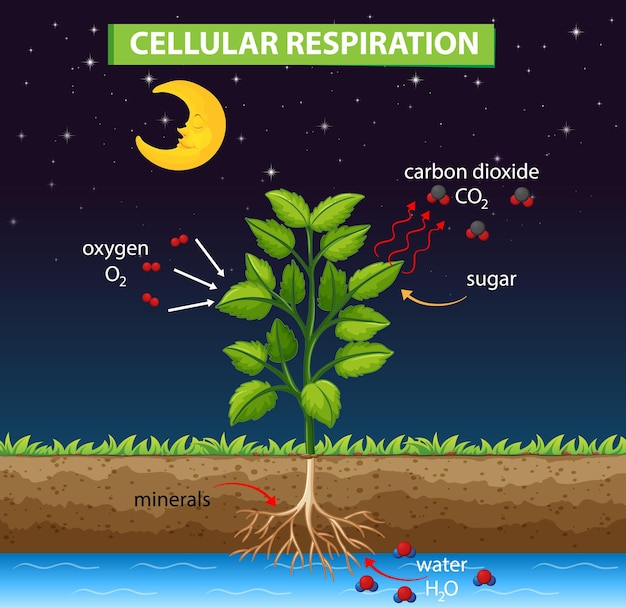 Vector gratuito diagrama que muestra el proceso de respiración celular.