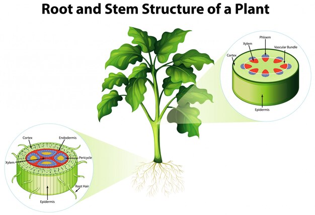 Diagrama que muestra la raíz y la estructura del tallo de una planta
