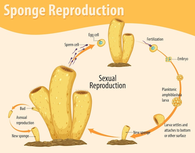 Diagrama que muestra la reproducción de esponjas