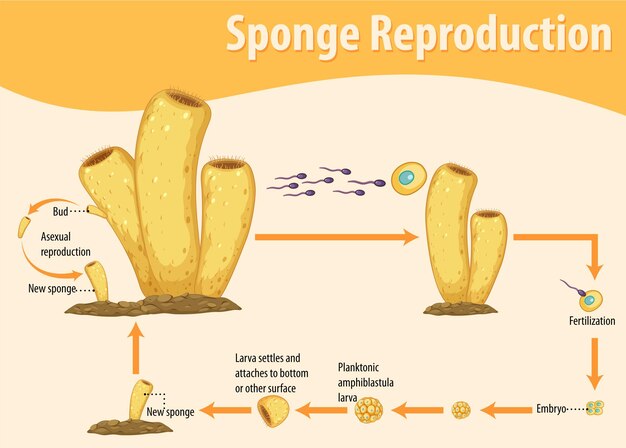 Diagrama que muestra la reproducción de esponjas