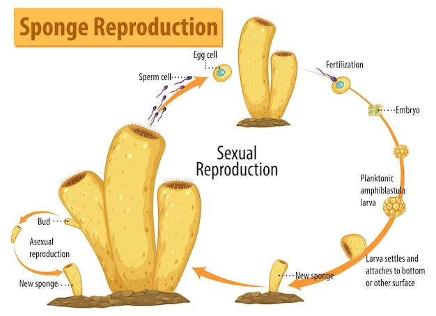 Diagrama que muestra la reproducción de esponjas