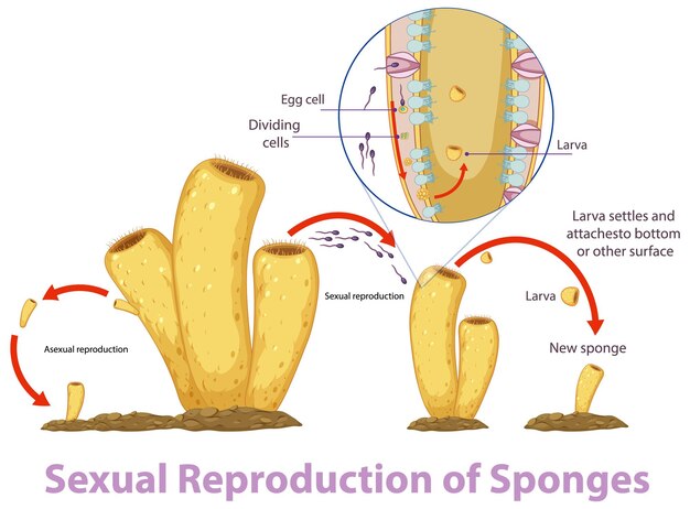 Diagrama que muestra la reproducción en esponjas