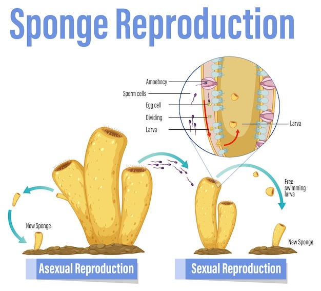 Diagrama que muestra la reproducción en esponjas