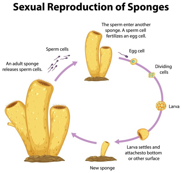 Diagrama que muestra la reproducción sexual en esponjas.