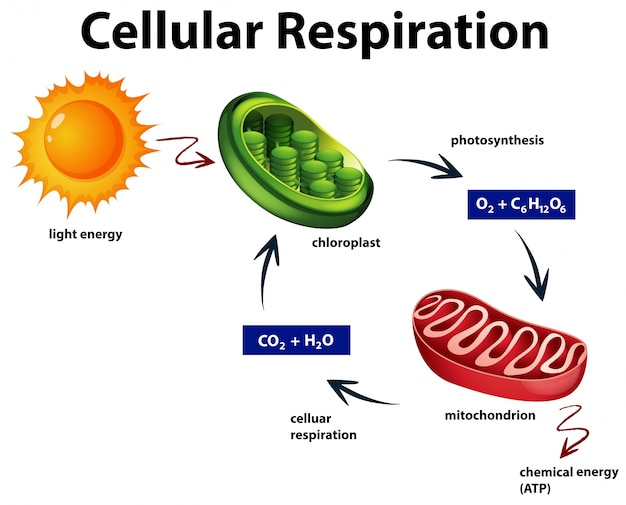 Diagrama que muestra la respiración celular