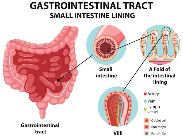 Diagrama que muestra el revestimiento del intestino delgado del tracto gastrointestinal