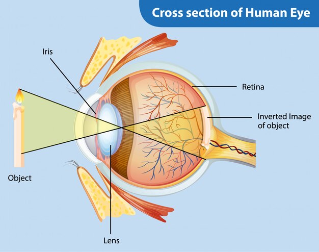 Diagrama que muestra la sección transversal del ojo humano