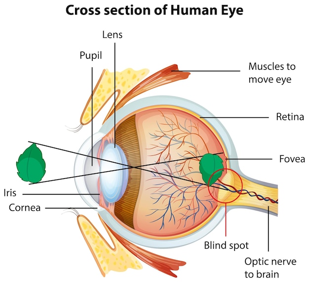 Diagrama que muestra la sección transversal del ojo humano.