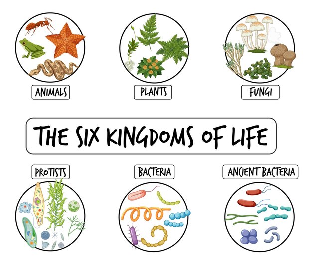 Diagrama que muestra los seis reinos de la vida
