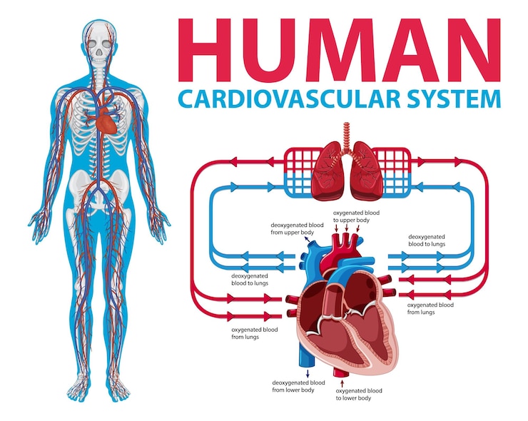 Vector gratuito diagrama que muestra el sistema cardiovascular humano