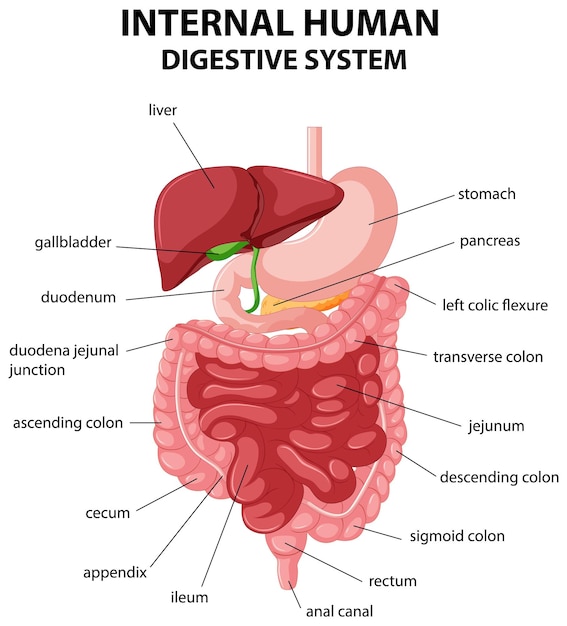 Diagrama que muestra el sistema digestivo humano interno