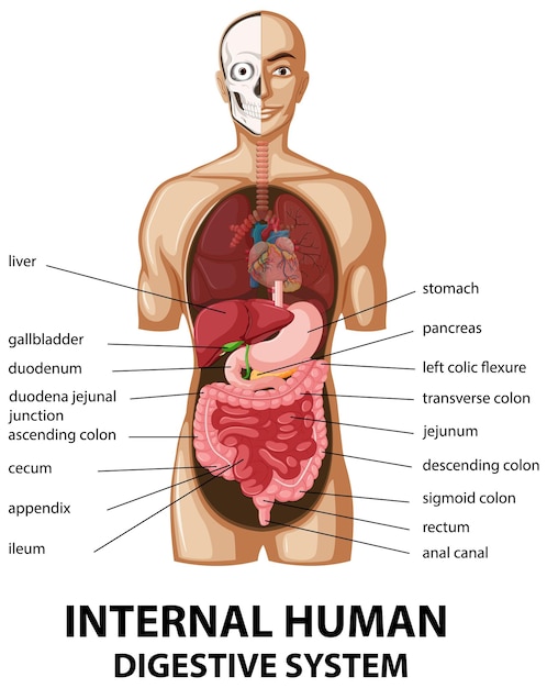 Diagrama que muestra el sistema digestivo humano interno