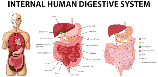 Vector gratuito diagrama que muestra el sistema digestivo humano interno