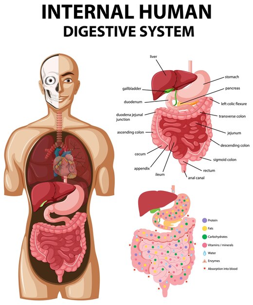 Diagrama que muestra el sistema digestivo humano interno