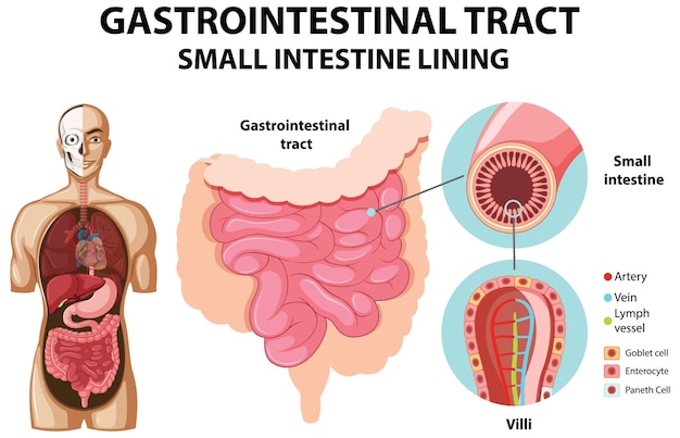 Diagrama que muestra el tracto gastrointestinal