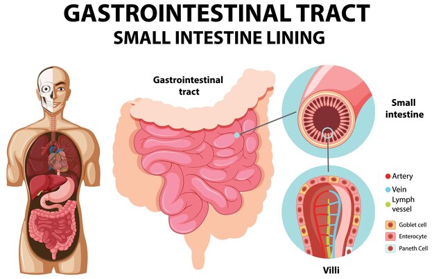 Diagrama que muestra el tracto gastrointestinal