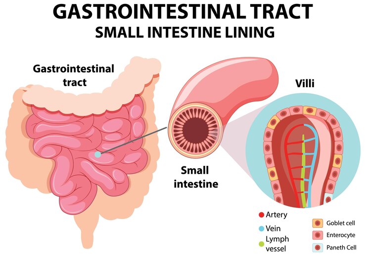 Vector gratuito diagrama que muestra el tracto gastrointestinal