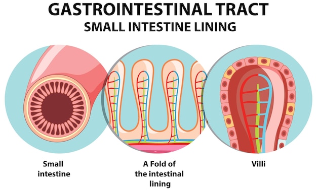 Vector gratuito diagrama que muestra el tracto gastrointestinal