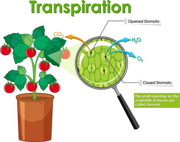 Vector gratuito diagrama que muestra la transpiración en planta