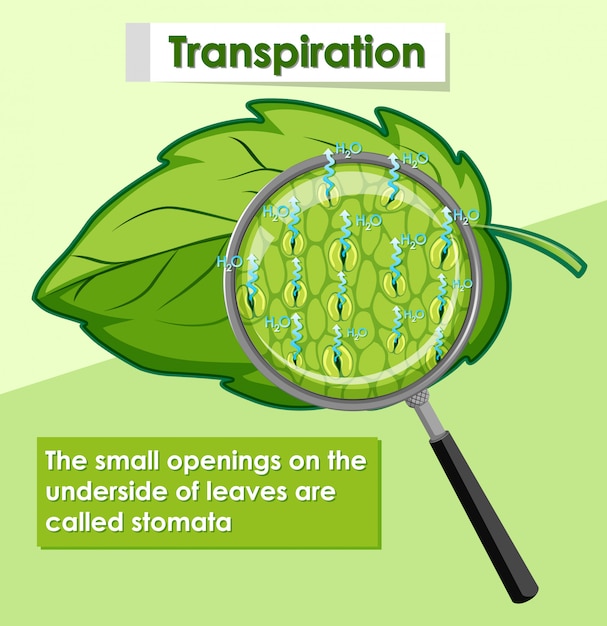 Diagrama que muestra la transpiración en planta