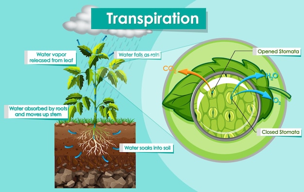 Vector gratuito diagrama que muestra la transpiración en la planta