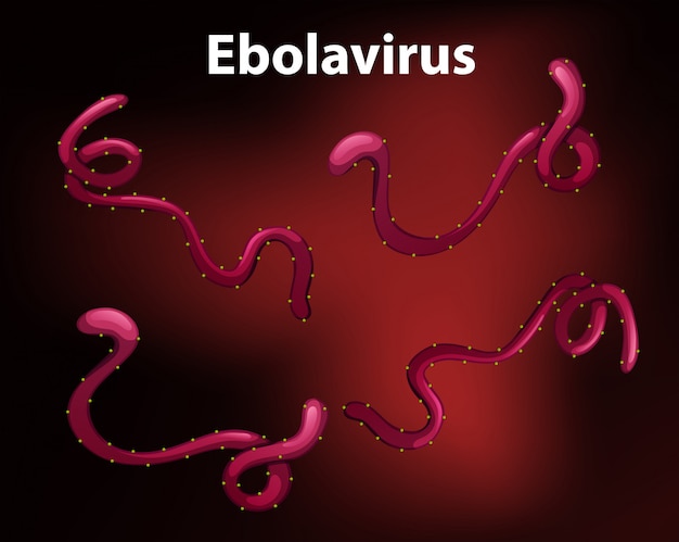 Diagrama que muestra el virus del ébola