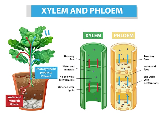 Diagrama que muestra el xilema y el floema en la planta