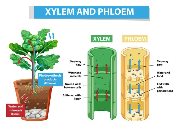 Diagrama que muestra el xilema y el floema en la planta