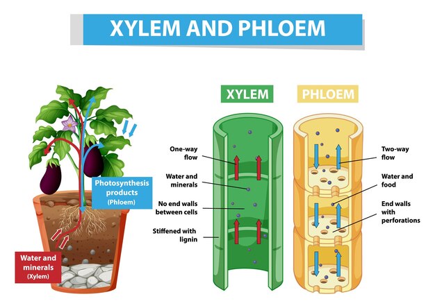 Diagrama que muestra el xilema y el floema en la planta