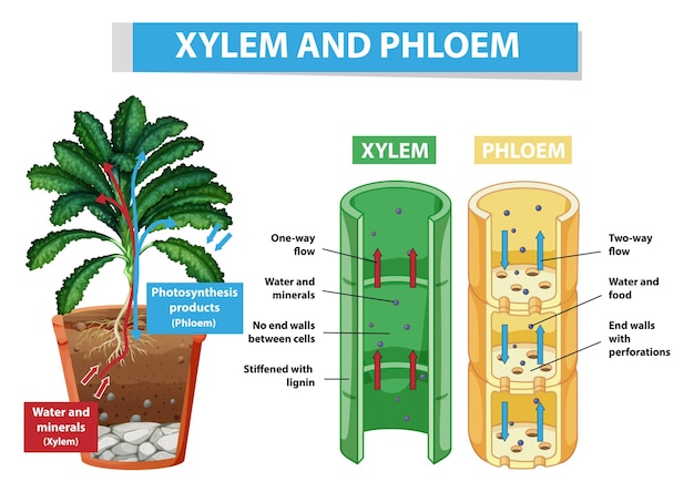 Diagrama que muestra el xilema y el floema en la planta