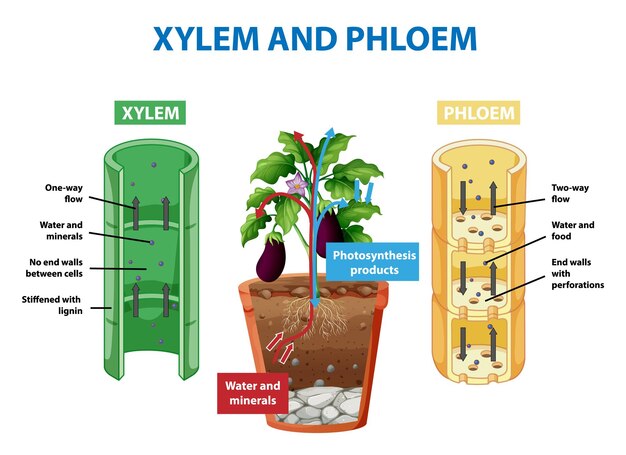 Diagrama que muestra el xilema y el floema en la planta