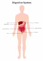 Vector gratuito diagrama del sistema digestivo humano