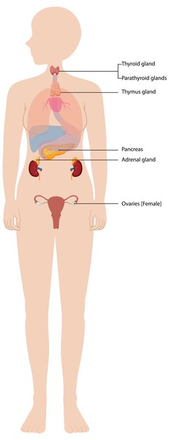 Diagrama del sistema endocrino humano