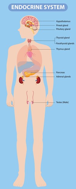 Diagrama del sistema endocrino humano