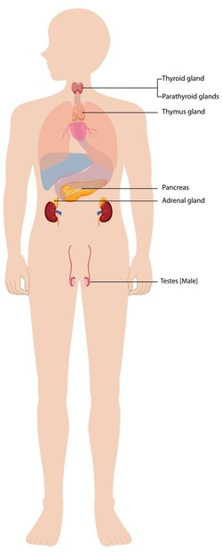 Diagrama del sistema endocrino humano