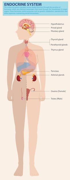 Diagrama del sistema endocrino humano
