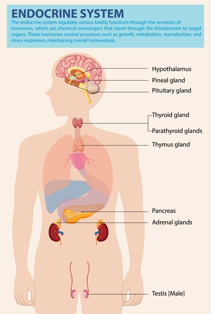 Diagrama del sistema endocrino humano