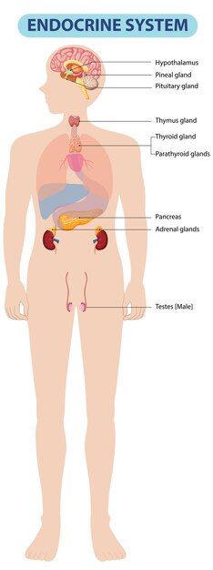 Diagrama del sistema endocrino humano