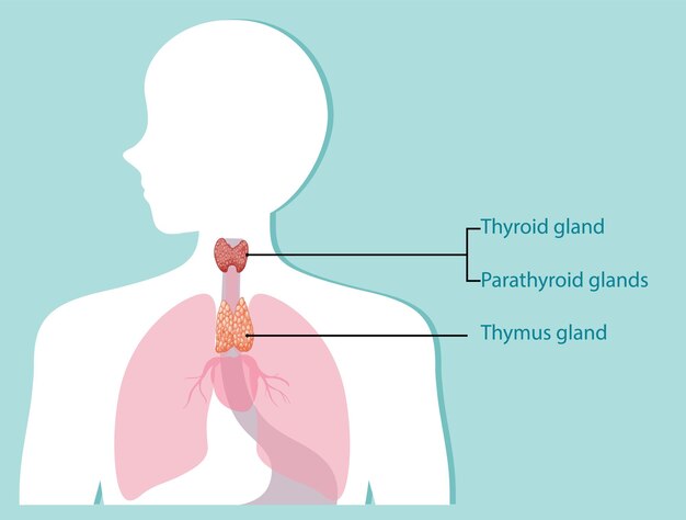 Diagrama del sistema endocrino humano