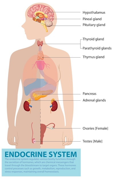 Diagrama del sistema endocrino humano