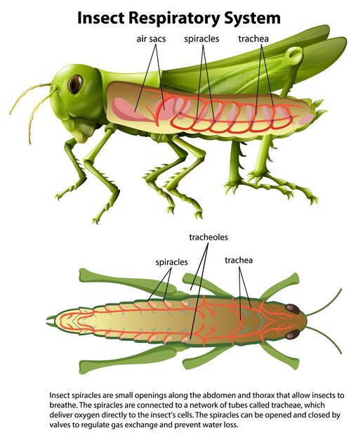 Diagrama del sistema respiratorio del saltamontes