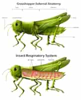 Vector gratuito diagrama del sistema respiratorio del saltamontes