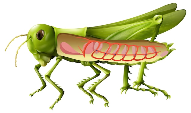 Diagrama del sistema respiratorio del saltamontes