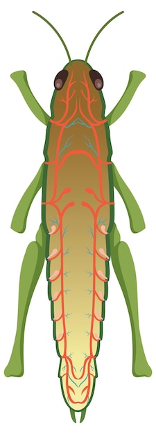 Vector gratuito diagrama del sistema respiratorio del saltamontes