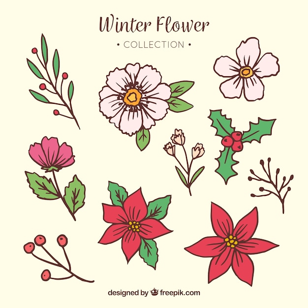 Dibujada a mano colección de flores de invierno
